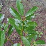 Garcinia gardneriana Leaf