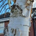 Betula utilis Bark