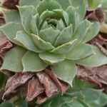 Sempervivum tectorum 形态