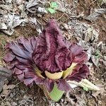 Amorphophallus paeoniifolius Virág