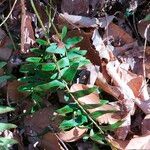 Polystichum acrostichoides ഇല