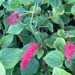 Acalypha herzogiana Květ