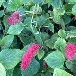 Acalypha herzogiana Flower