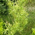 Salix babylonica Hoja