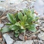 Primula spectabilis Flor