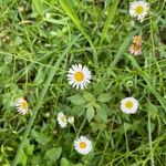 Erigeron karvinskianusBlomma