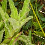 Hieracium berardianum Likasa