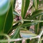 Buxus moratii Hoja