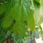 Sassafras albidum পাতা