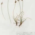 Carex macrostylos Vivejo