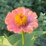 Zinnia elegans花