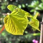 Cercis chinensis BungeBlatt