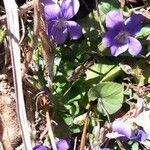 Viola riviniana Цветок