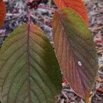 Prunus sargentii Leaf