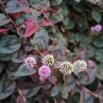 Persicaria capitata പുഷ്പം