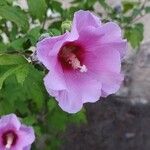 Hibiscus syriacusFlors