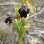 Ophrys lupercalis Fula