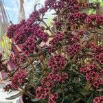 Crassula sarcocaulis Flower