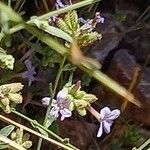 Plumbago europaea Ffrwyth