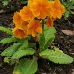 Primula × polyanthaKvet