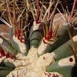 Ferocactus emoryi Fulla