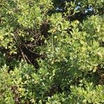 Rhizophora racemosa Плод