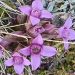 Gentianella campestrisBlomma