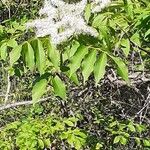 Fraxinus ornusBloem