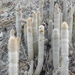 Cleistocactus hyalacanthus Pokrój