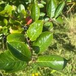Aronia melanocarpa List