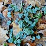 Ranunculus tuberosus Folha