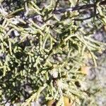 Juniperus phoenicea Feuille