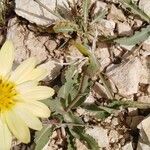 Tragopogon buphthalmoides Leaf