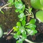 Sedum spathulifolium Leht