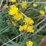 Crepis capillarisCvet