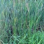 Typha × glauca Leaf