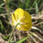 Ranunculus gramineus Flower