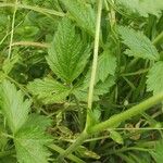 Geum macrophyllum Leaf