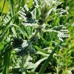 Marrubium alysson Hoja