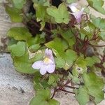 Cymbalaria muralis Žiedas