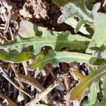 Reichardia tingitana Leaf