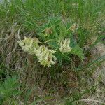 Astragalus frigidus ফুল