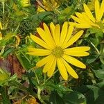 Silphium perfoliatum Blomma