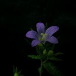 Campanula pallida Habitus