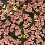 Azolla pinnata Alkat (teljes növény)