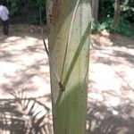 Adonidia merrillii बार्क (छाल)
