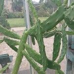 Opuntia dejecta 葉