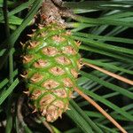 Pinus echinata Fruto