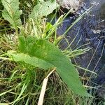 Rumex hydrolapathum Frunză