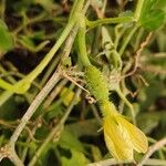 Cucumis ficifolius ഫലം